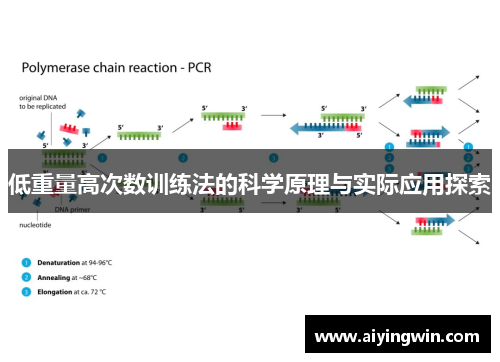 低重量高次数训练法的科学原理与实际应用探索